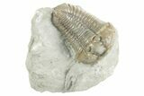 Fossil Flexicalymene Trilobite - Mt Orab, Ohio #380313-3
